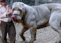 Largest dogs ever filmed?